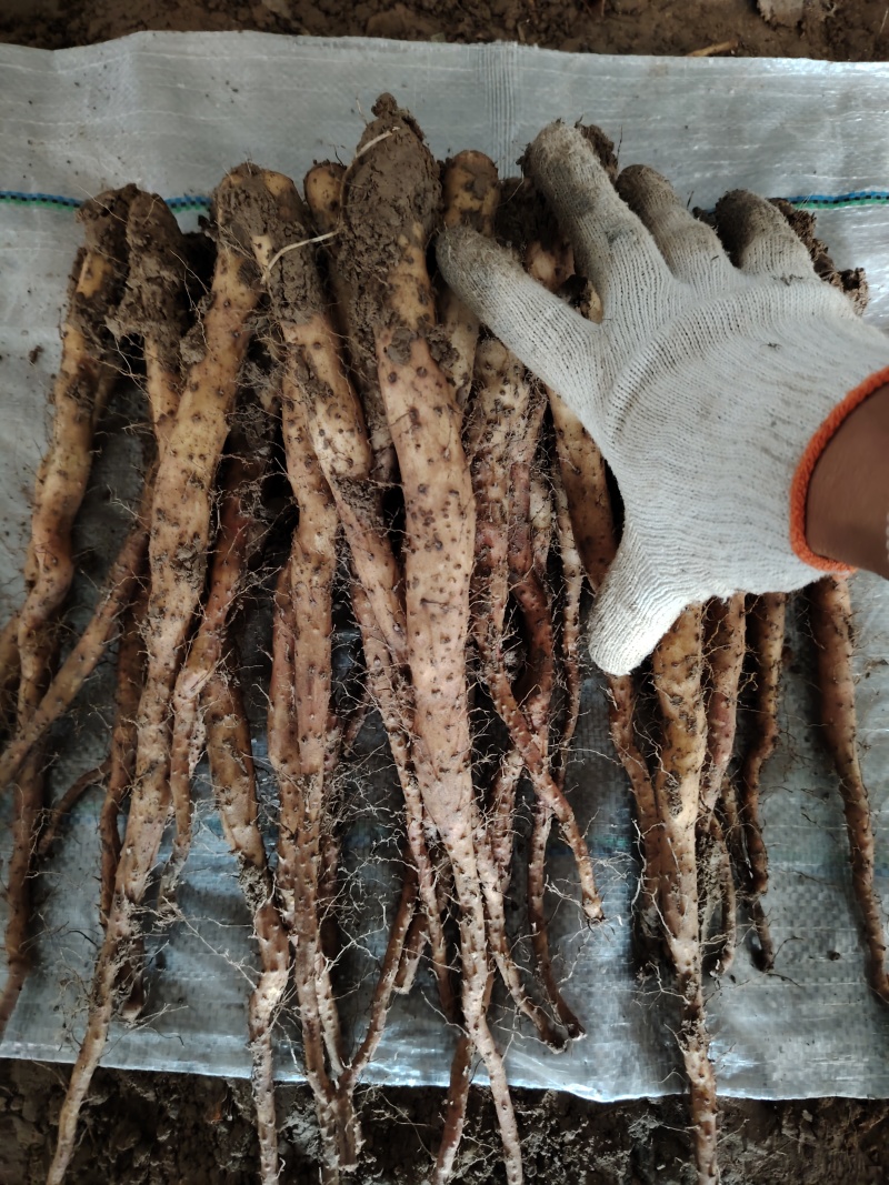 垆土红皮铁棍山药豆苗