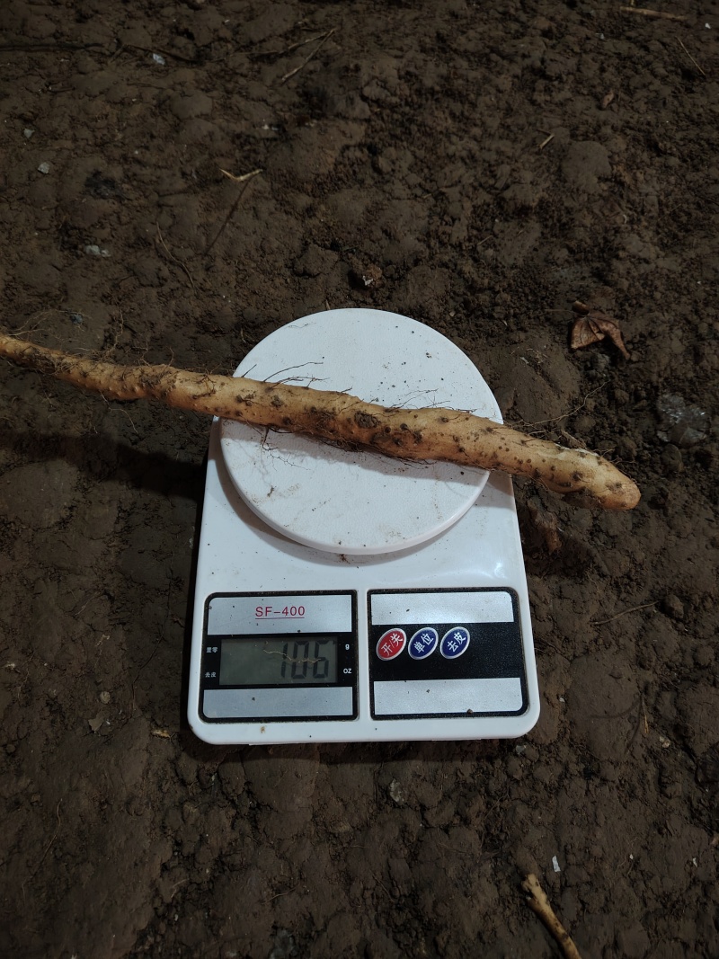 垆土红皮铁棍山药豆苗