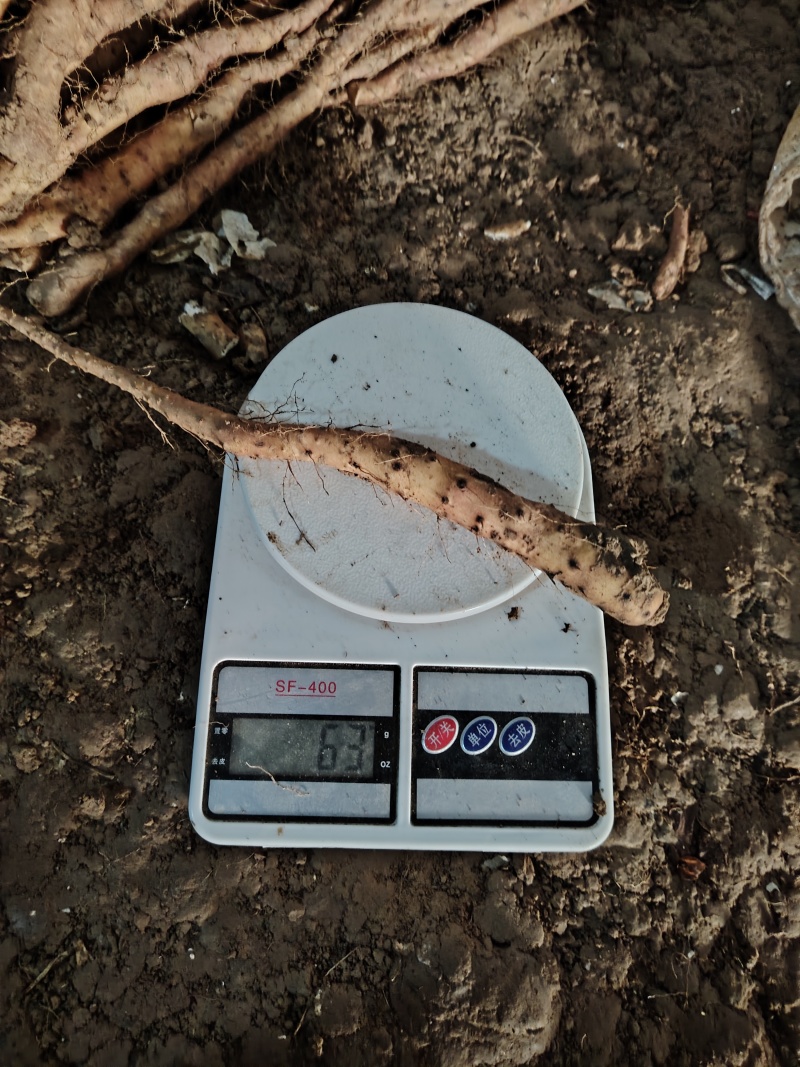垆土红皮铁棍山药豆苗