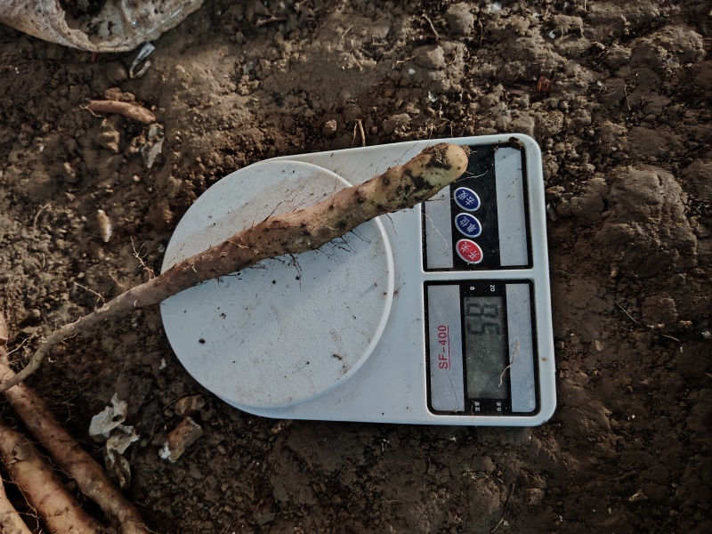 垆土红皮铁棍山药豆苗