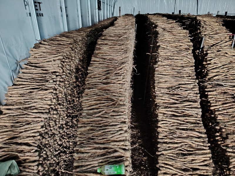 垆土红皮铁棍山药豆苗