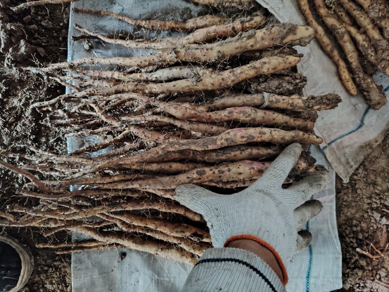 垆土红皮铁棍山药豆苗