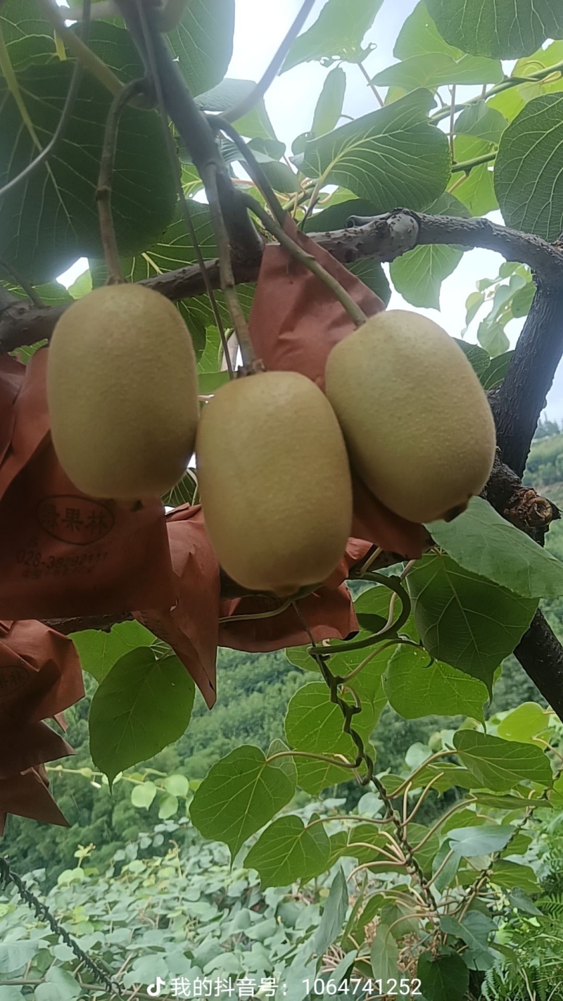 囯产魅力金果G9