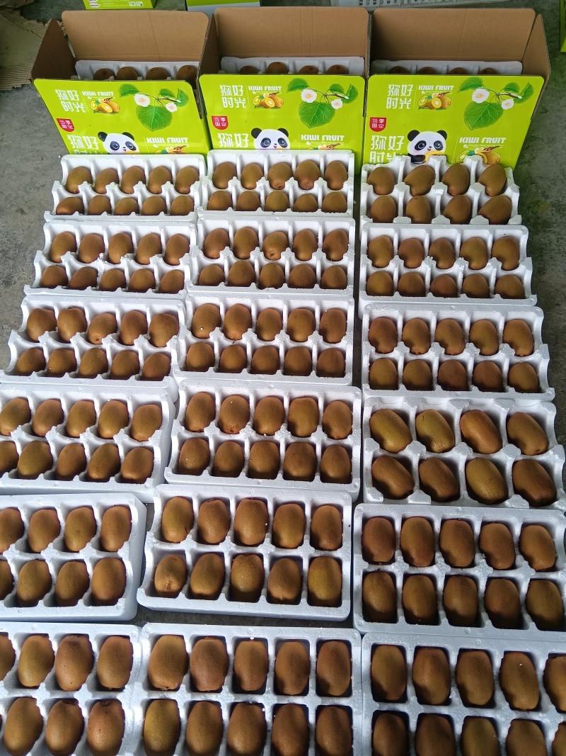 囯产魅力金果G9