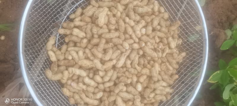 河间四粒红花生