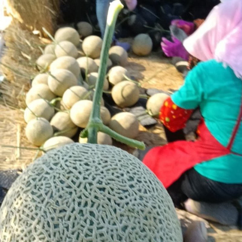 网纹牛三哈密瓜