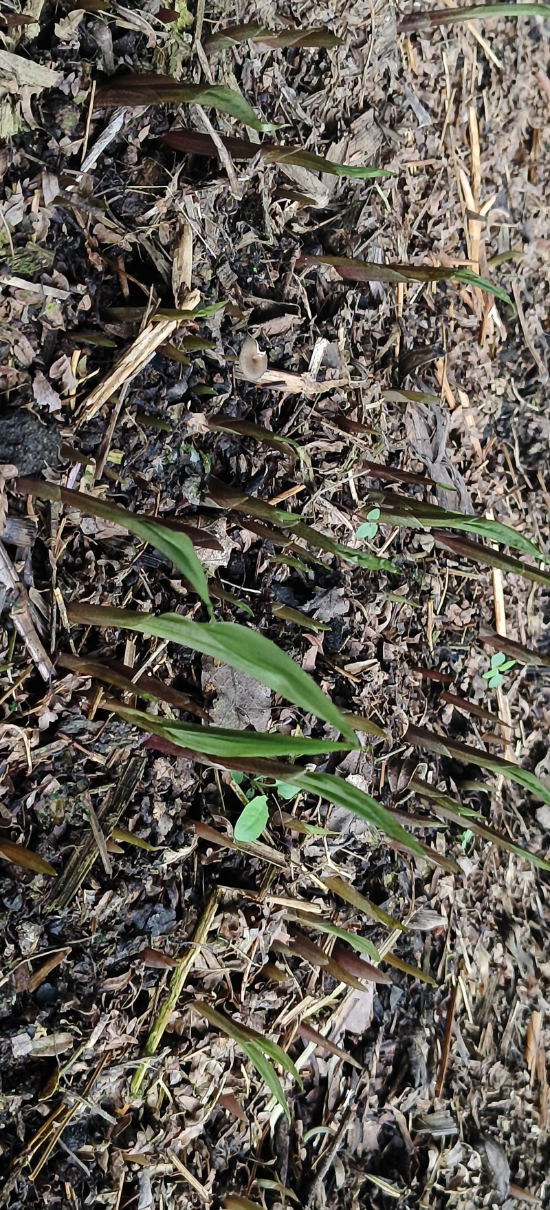 毛慈菇苗