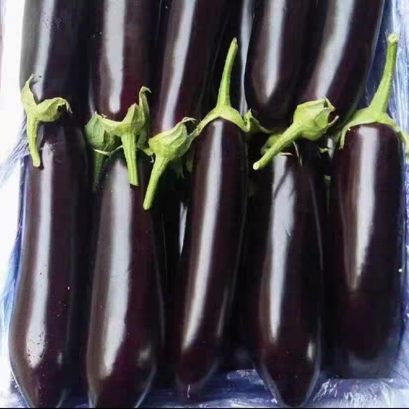 圆茄子紫圆茄子烧烤茄子青茄子产地看货论价保质保量