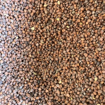 萝卜菜，好吃爽口，天气食品有益降心血15天就收获