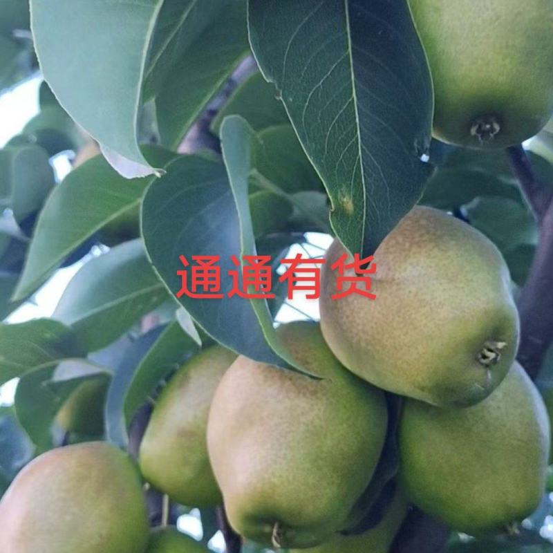 红香酥大量有货，今年口感**甜，需要的老板请下单