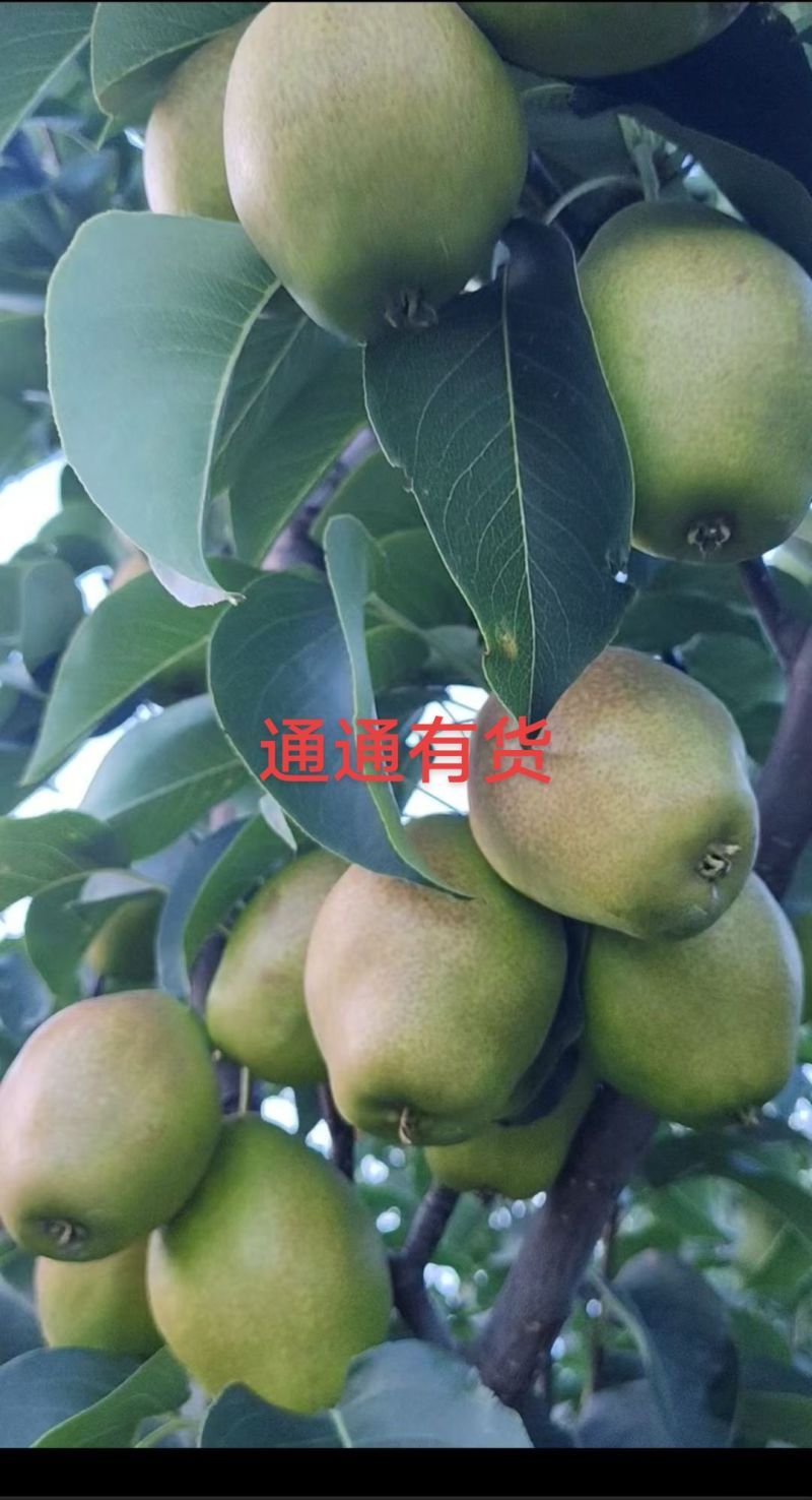 红香酥大量有货，今年口感**甜，需要的老板请下单