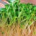萝卜菜，好吃爽口，天气食品有益降心血15天就收获