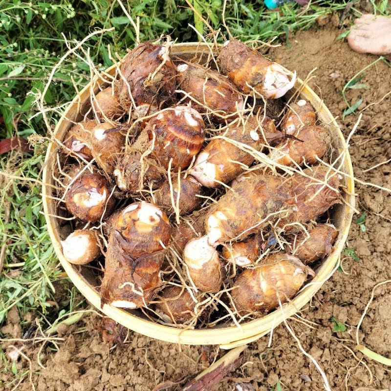 红芽芋通货毛芋头大量有货品质优基地直供可视频看货