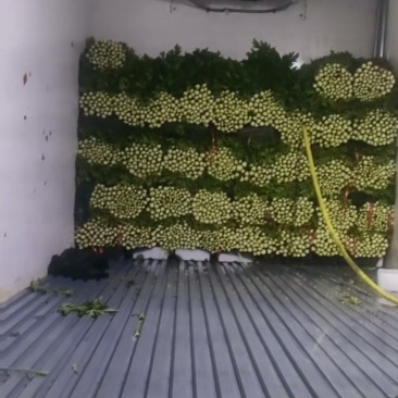 精品西芹