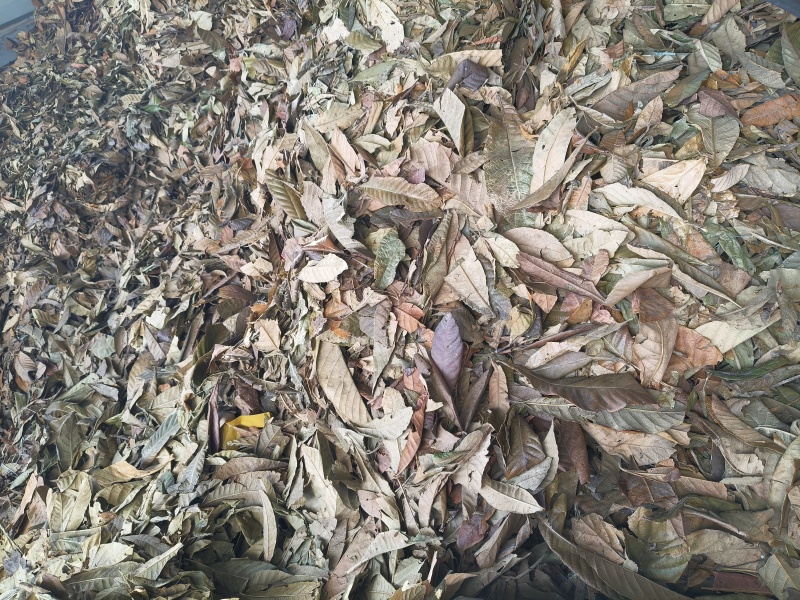 四川枇杷叶产地直发一件代发支持视频看发