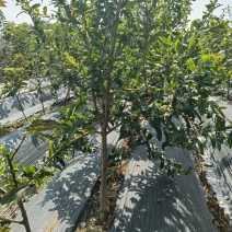 3年泰山红石榴苗突尼斯软籽石榴树苗