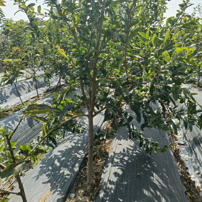 3年泰山红石榴苗突尼斯软籽石榴树苗