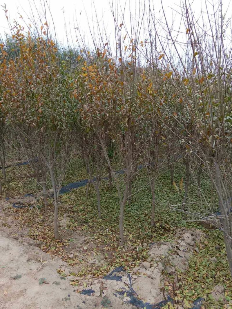 3年泰山红石榴苗突尼斯软籽石榴树苗