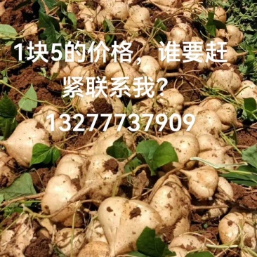 贵州高山，凉薯