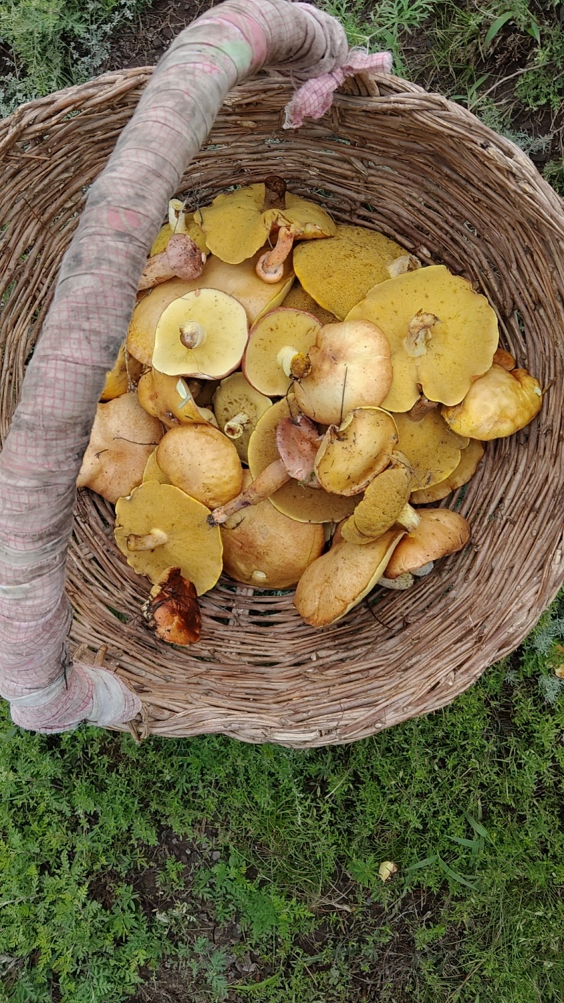 松树菌