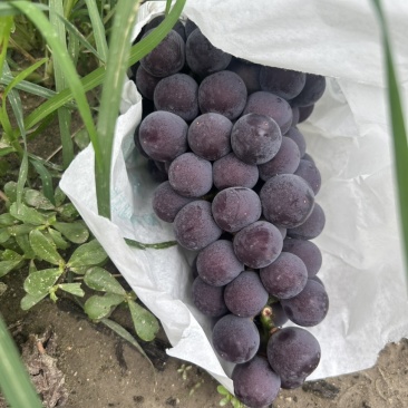 户太八号量大优惠