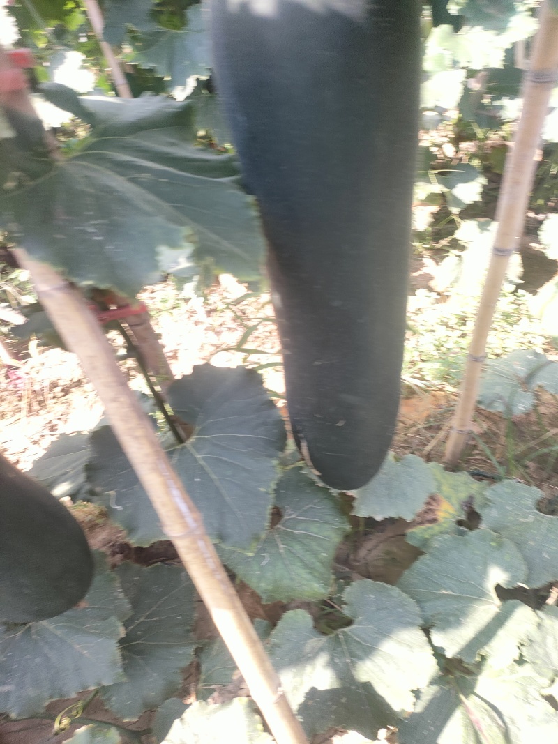 产区黑皮吊冬瓜大量供