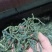 干豆角架豆王