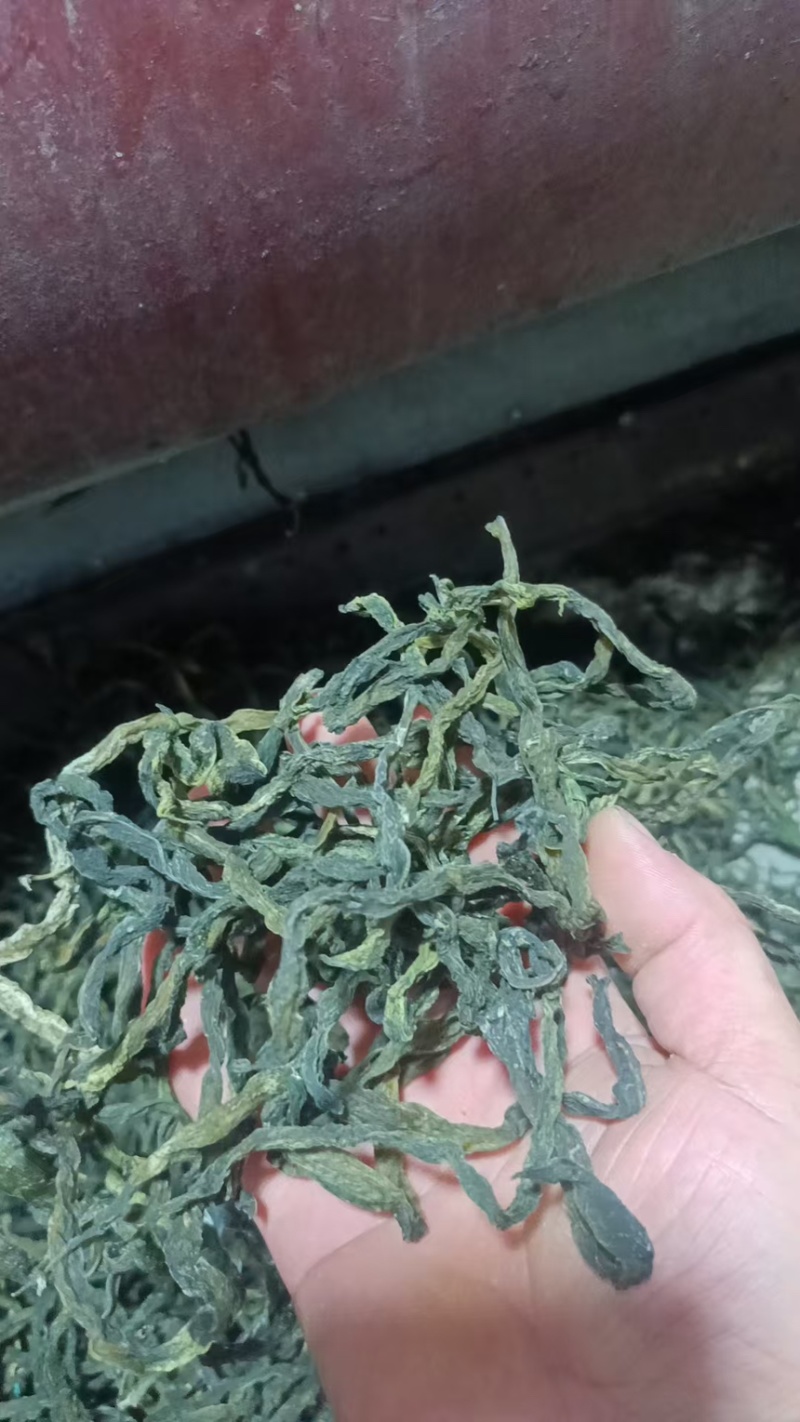 干豆角架豆王