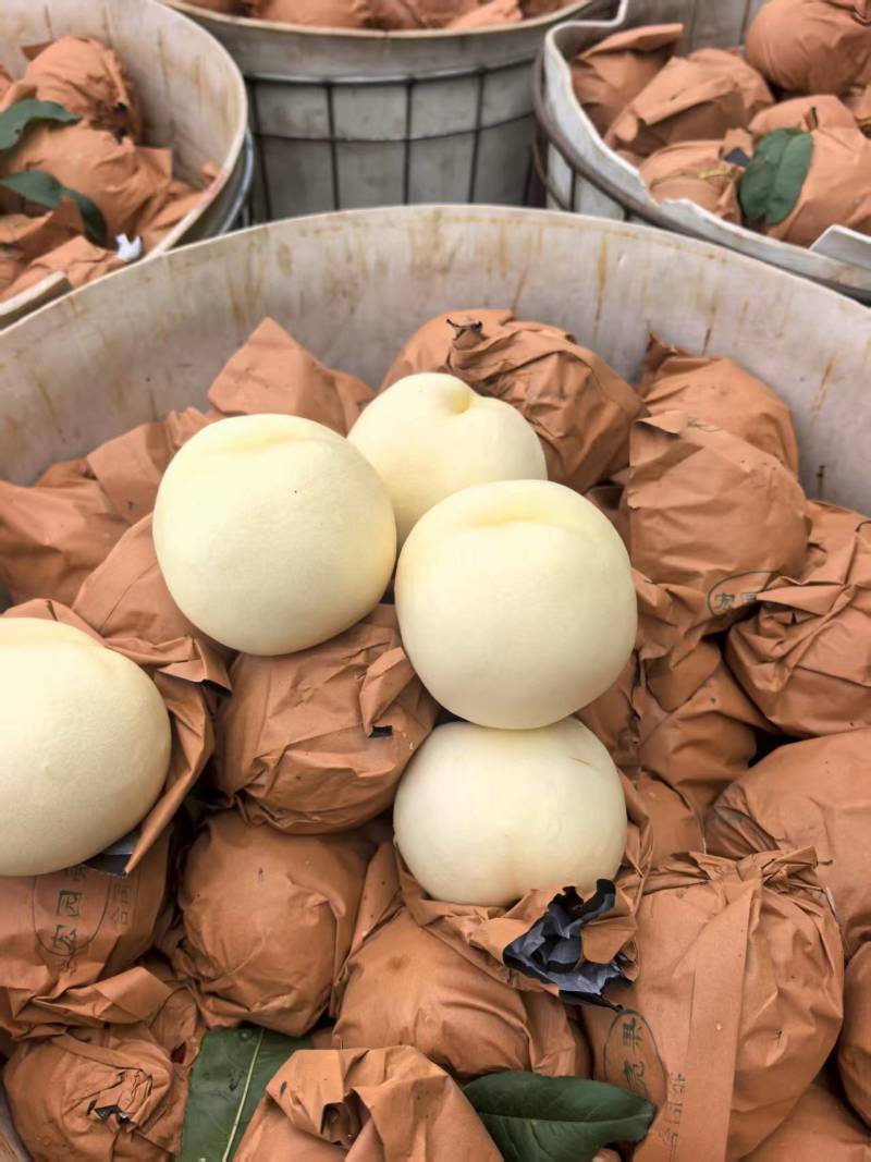 白桃，产地直供保质保量量大从优价格优惠欢迎看货