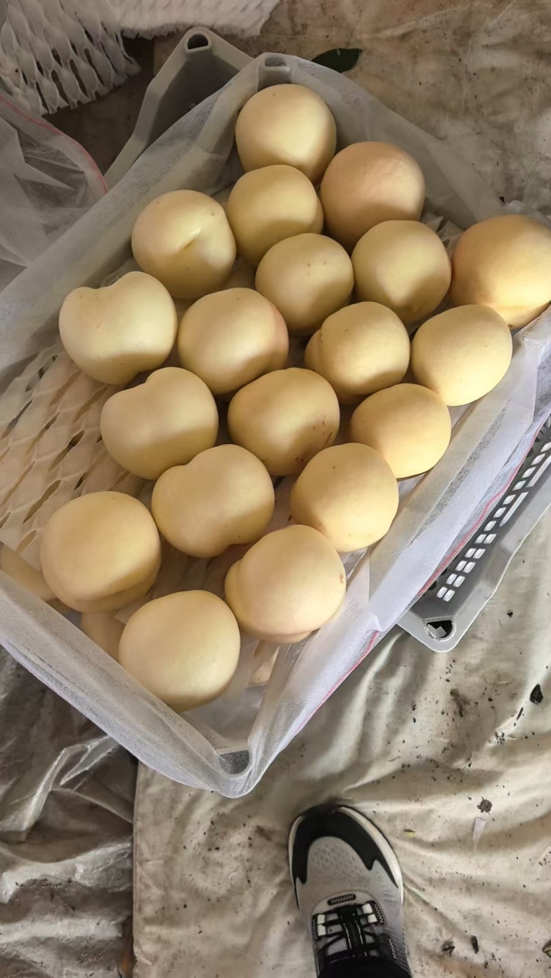 白桃，产地直供保质保量量大从优价格优惠欢迎看货