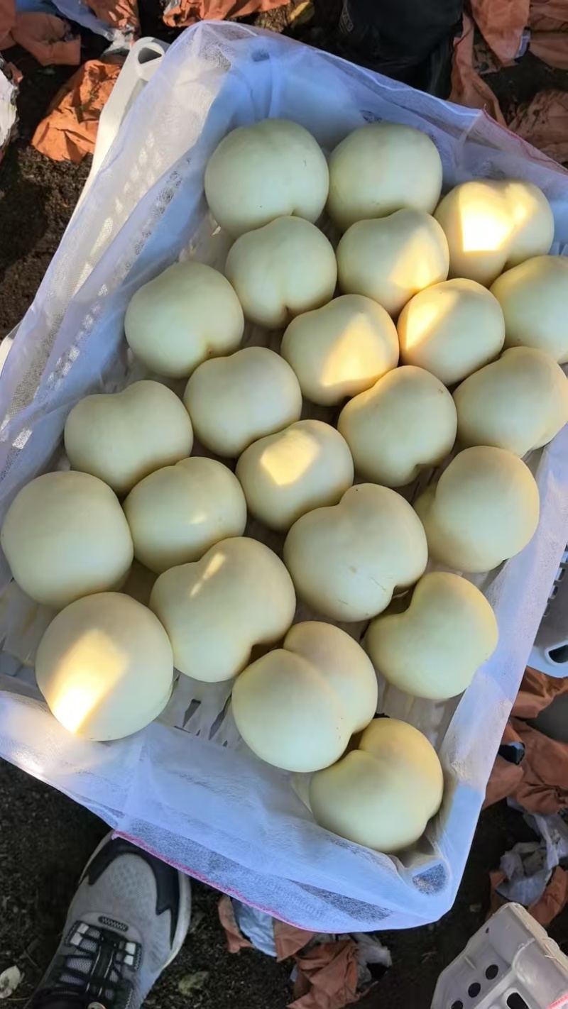 白桃，产地直供保质保量量大从优价格优惠欢迎看货