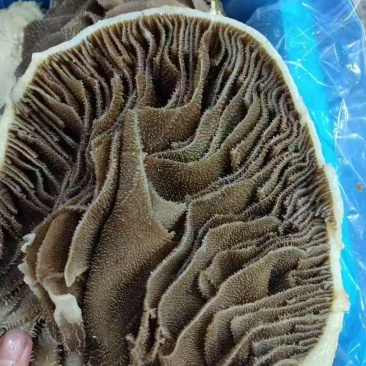 黑毛肚