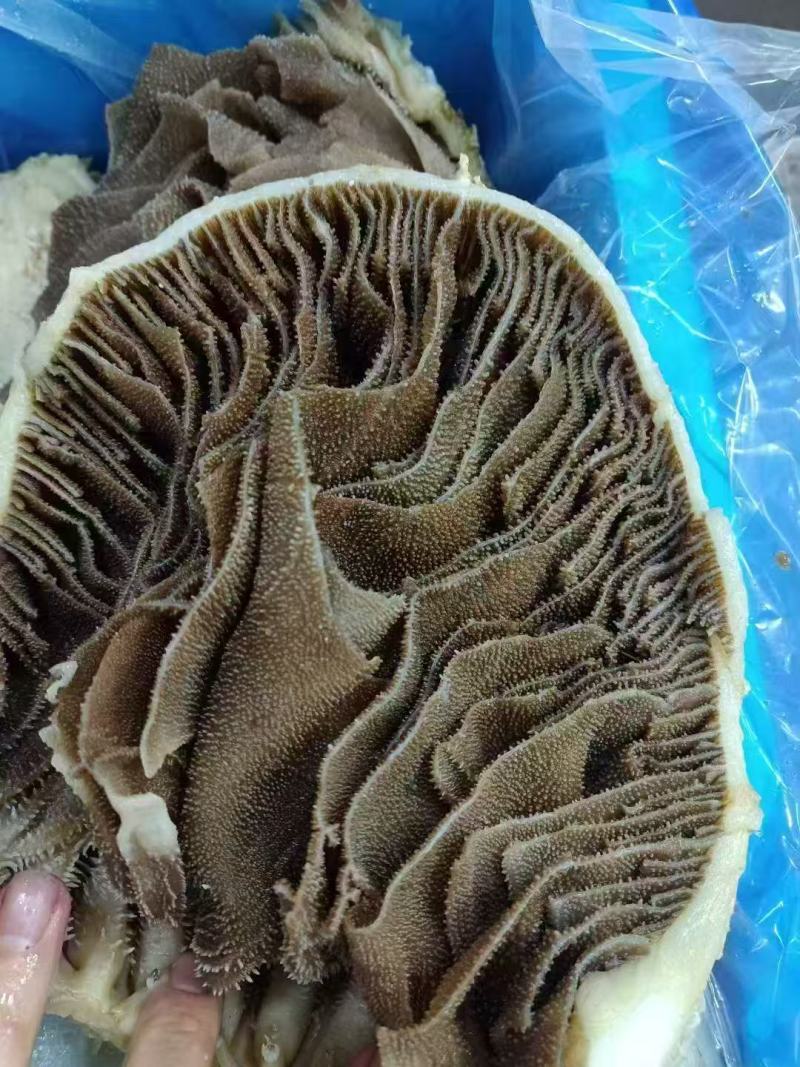 黑毛肚