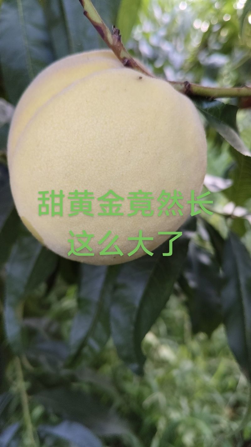 桃