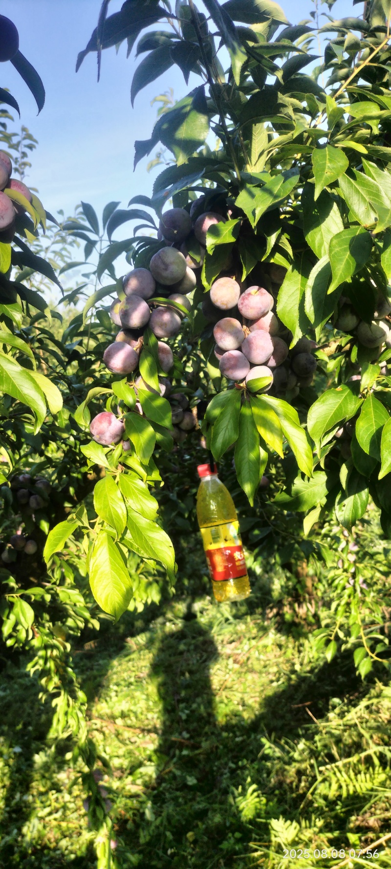 脆红李贵州大山里的脆红李味甜水份适中，自然成熟