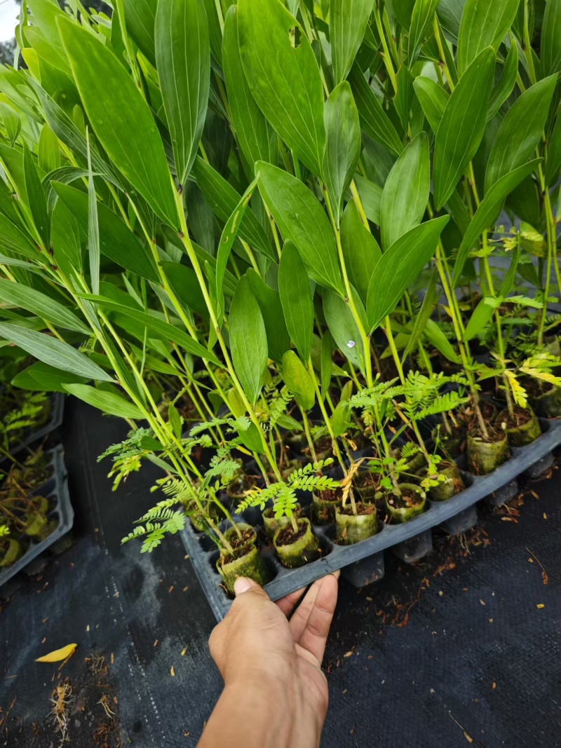 马占相思
