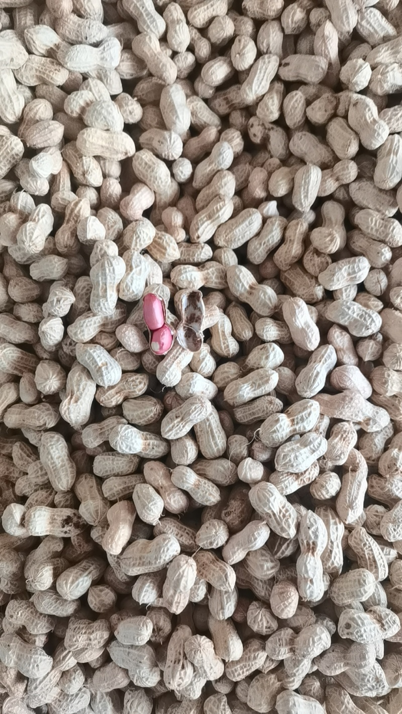 二粒红大量上市了，需要的提前联系