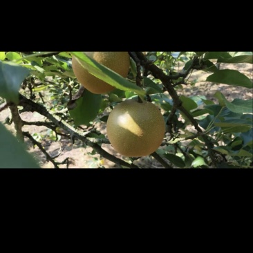 金秋梨
