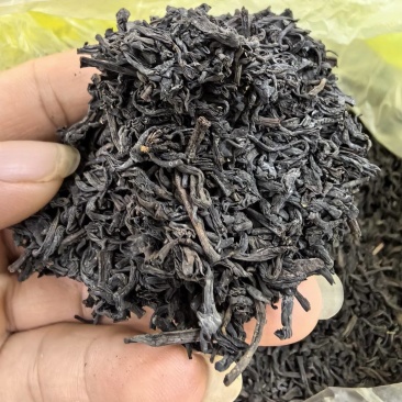 老茶友的宠儿
