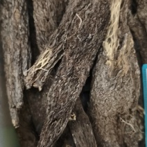 漏芦