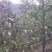 金秋梨