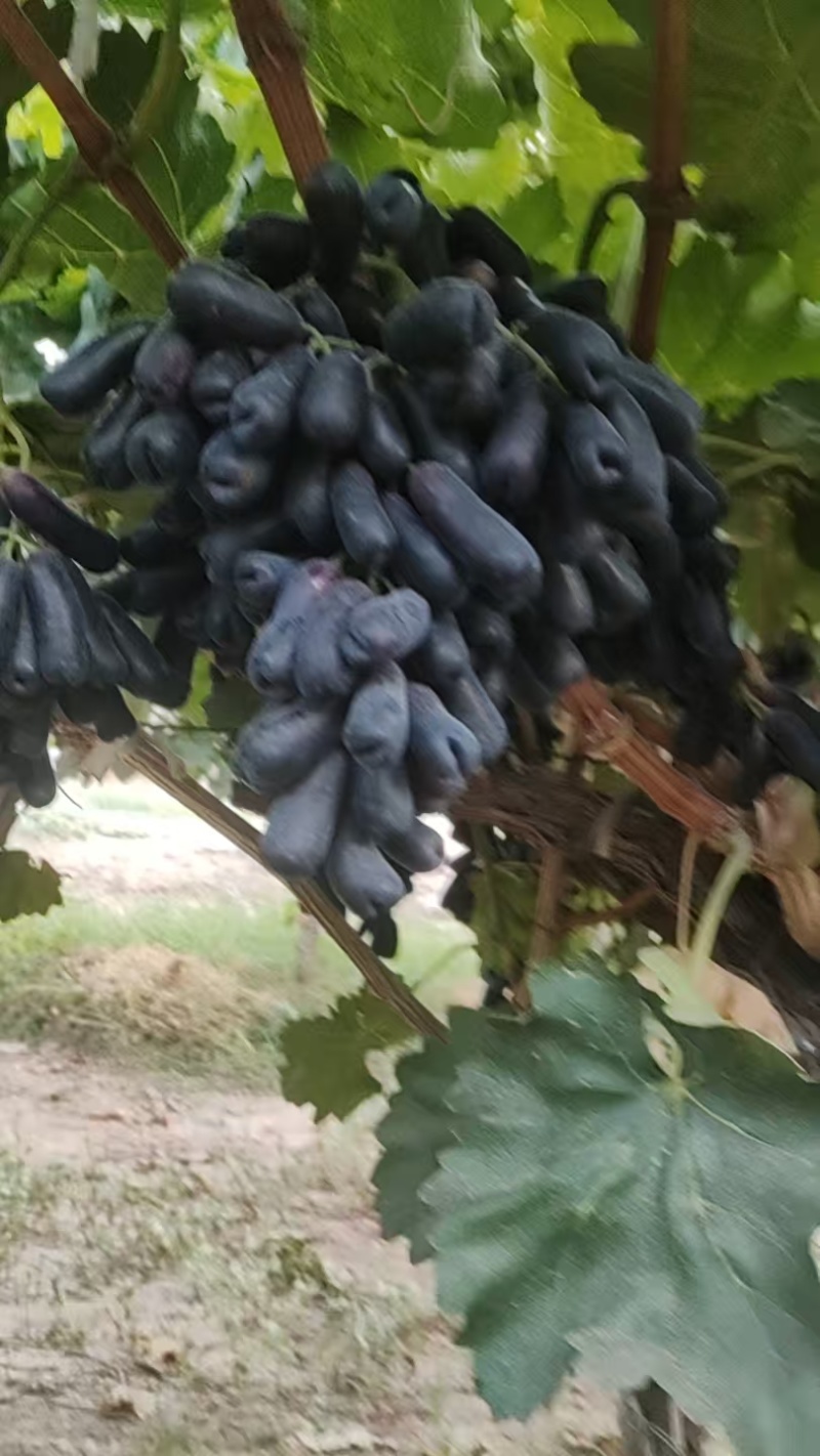 蓝宝石葡萄