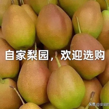 红香酥梨进入成熟期，大量上市，欢迎选购