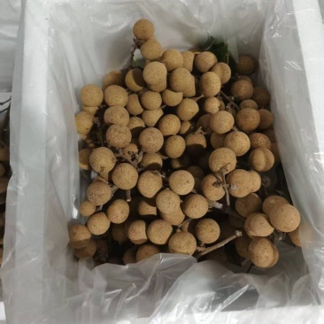 精品龙眼一件代发量大从优质量保证诚信经营欢迎咨询