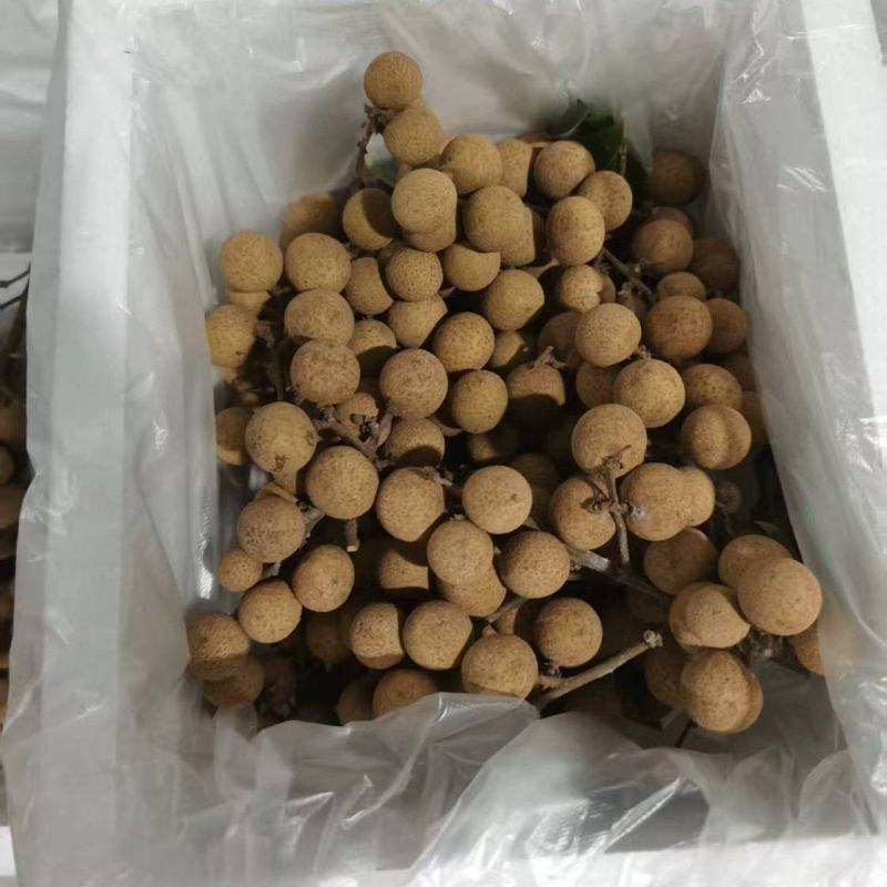 精品龙眼一件代发量大从优质量保证诚信经营欢迎咨询