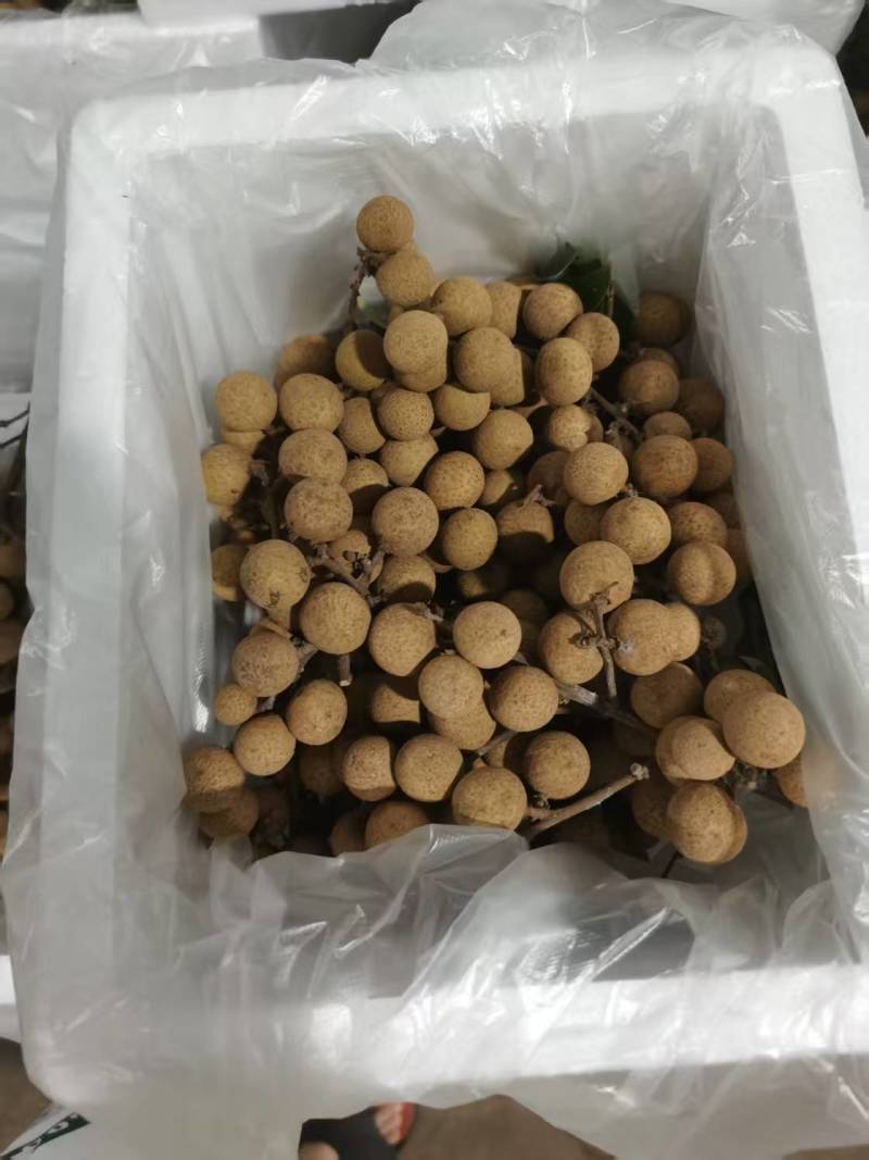 精品龙眼一件代发量大从优质量保证诚信经营欢迎咨询