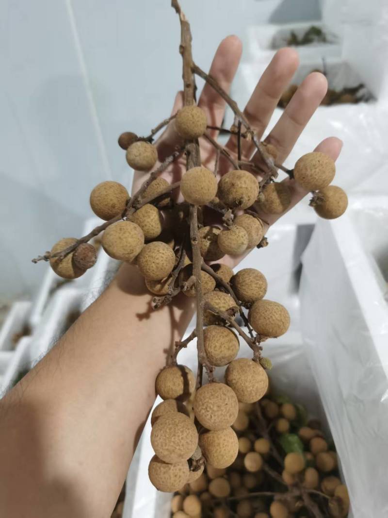 精品龙眼一件代发量大从优质量保证诚信经营欢迎咨询