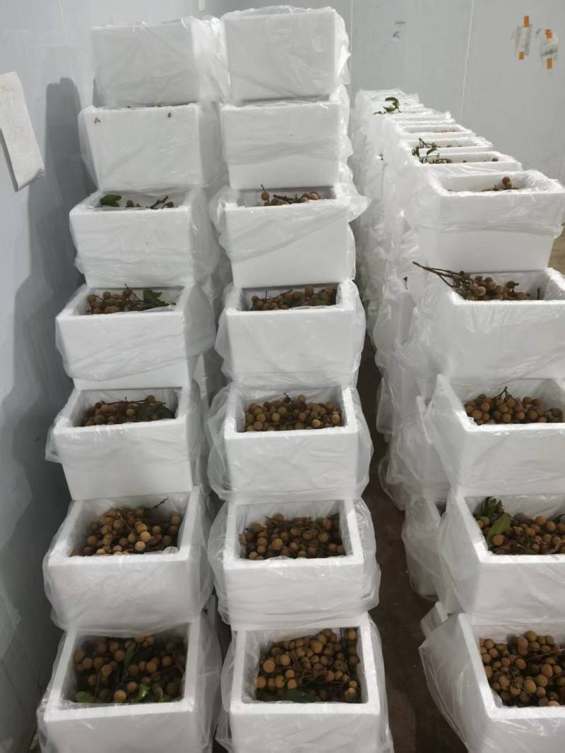 精品龙眼一件代发量大从优质量保证诚信经营欢迎咨询