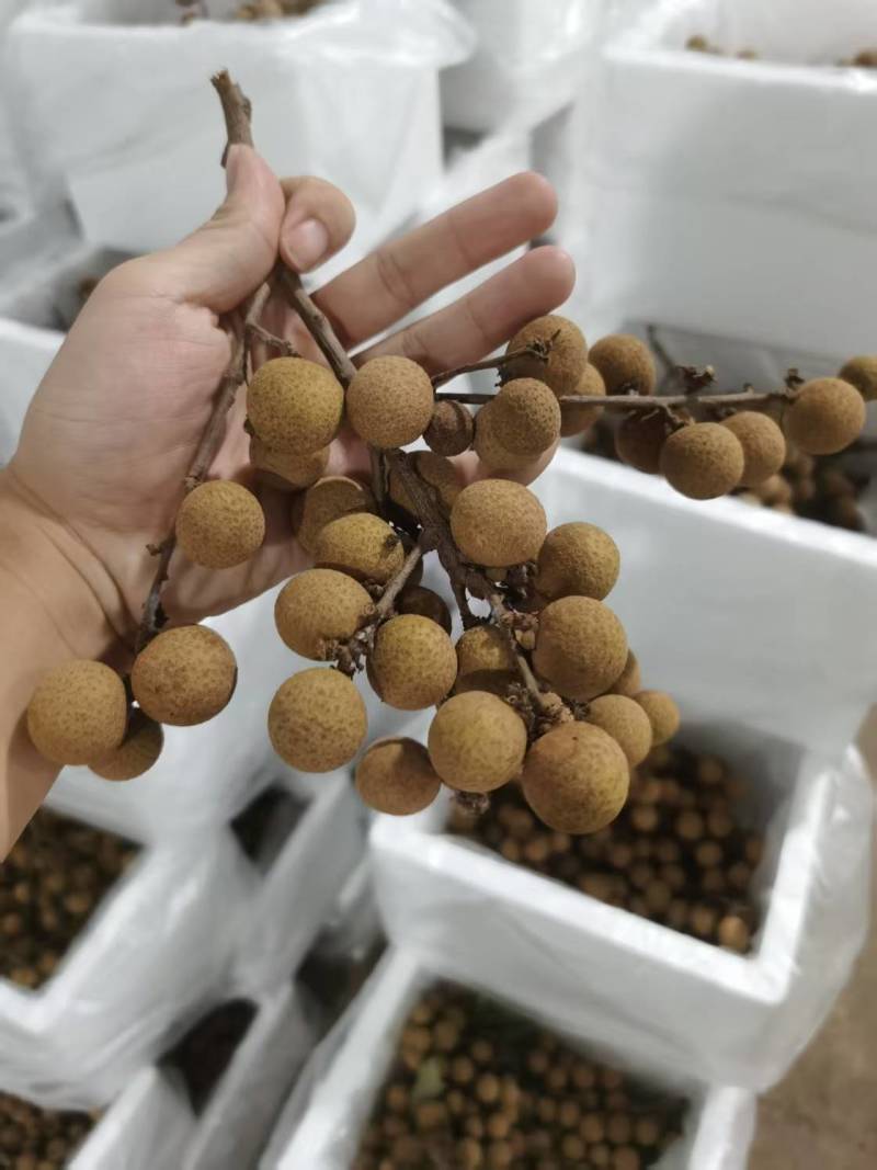 精品龙眼一件代发量大从优质量保证诚信经营欢迎咨询