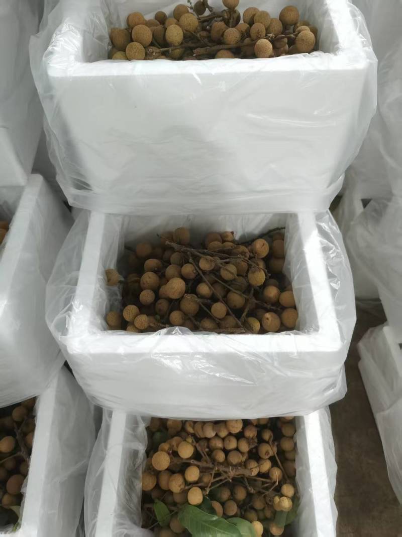 精品龙眼一件代发量大从优质量保证诚信经营欢迎咨询
